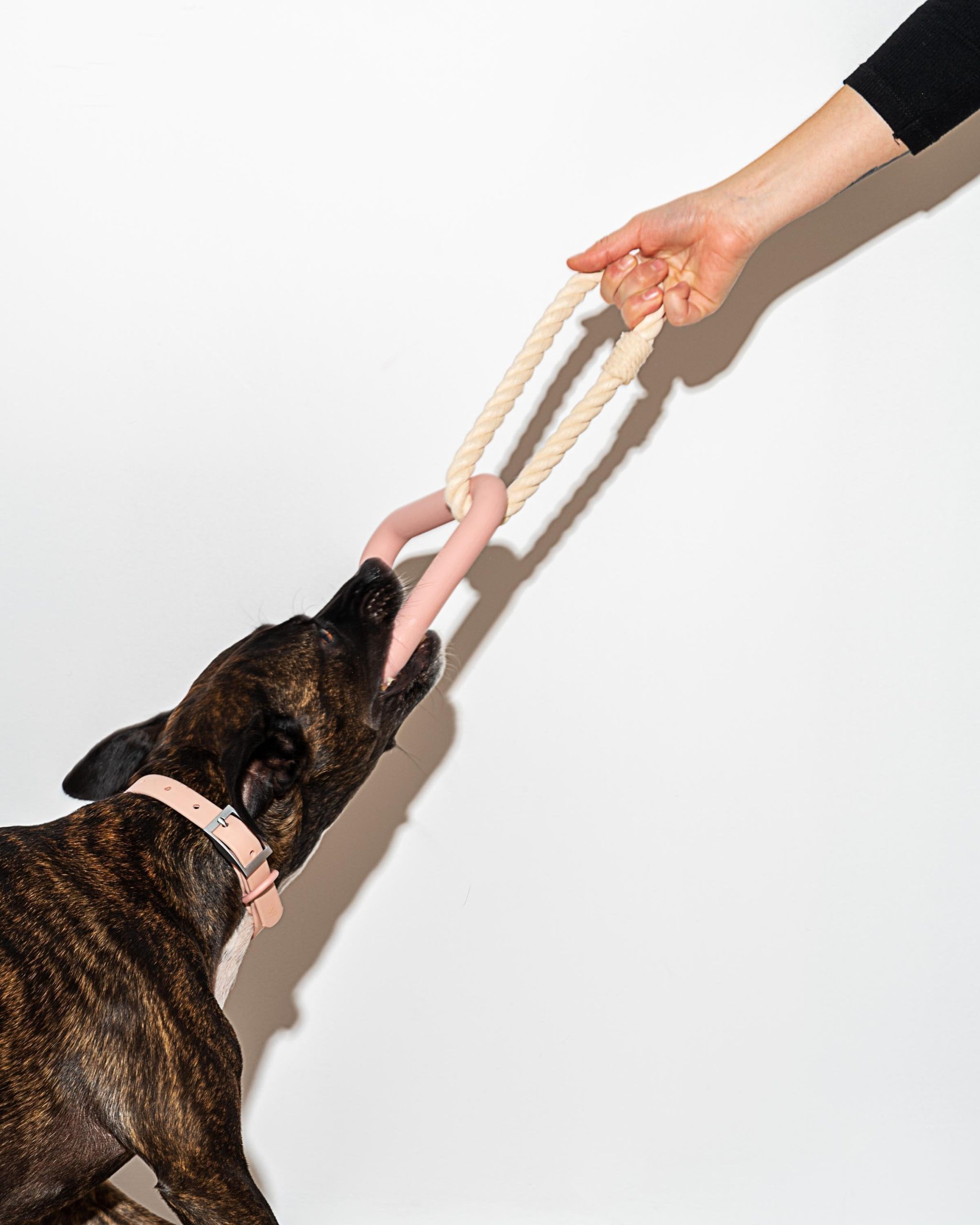 Dog Toy Kit - Image 30