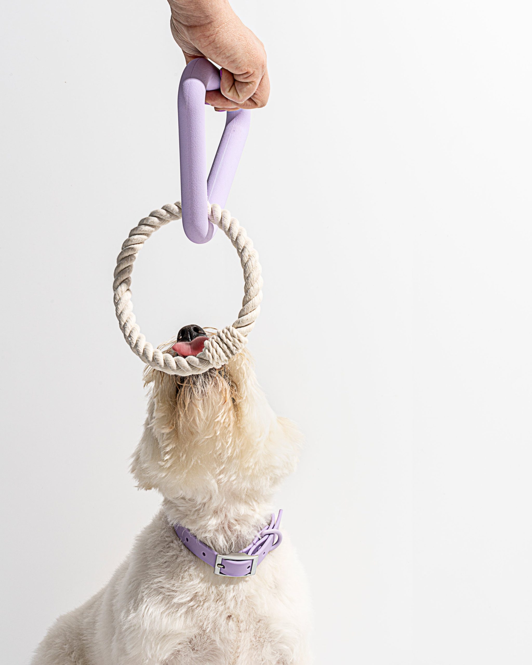 Dog Toy Kit - Image 18