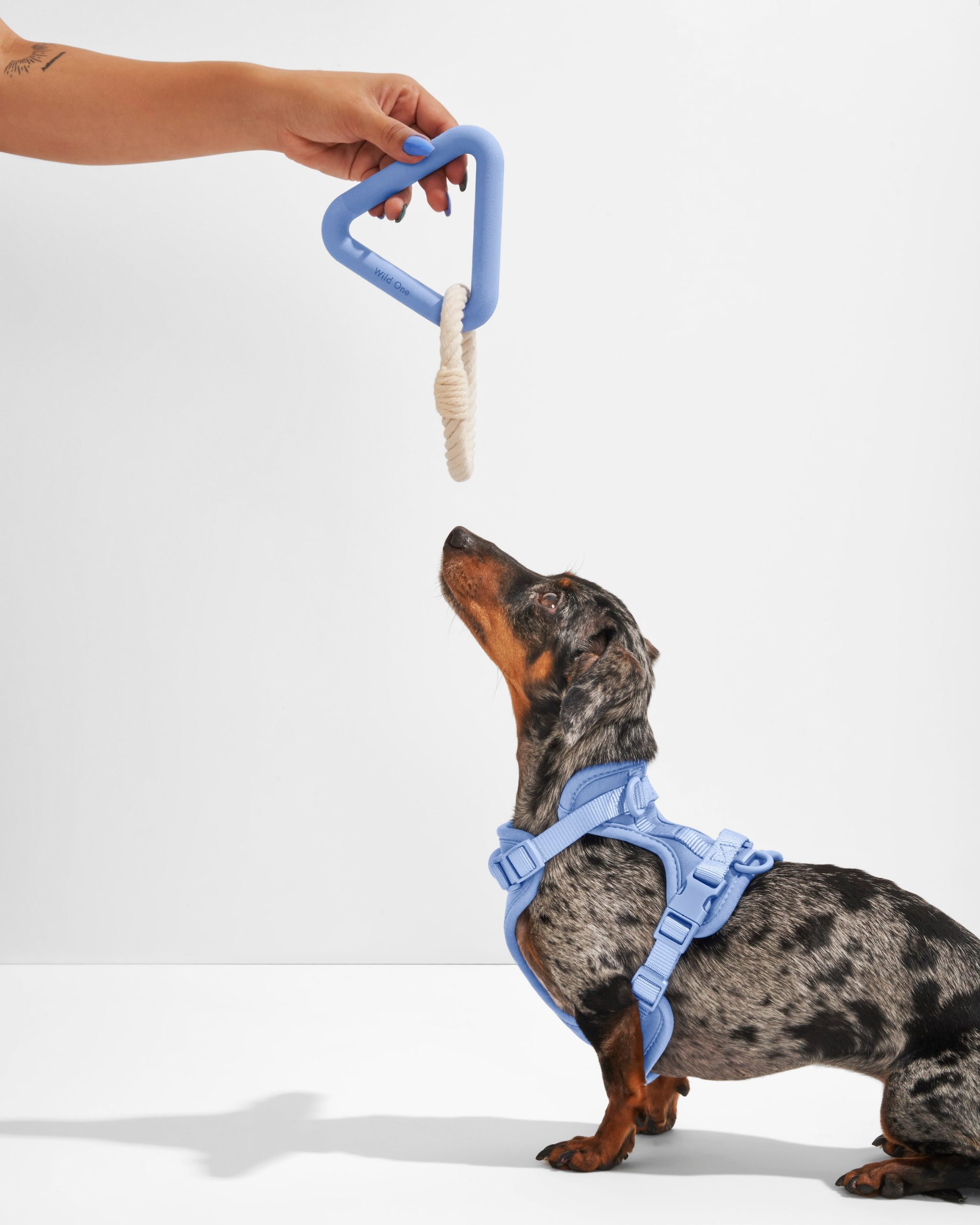Dog Toy Kit - Image 7
