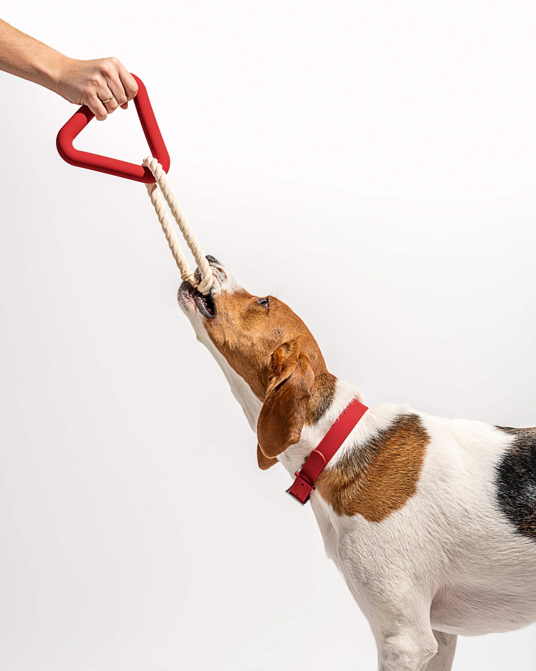 Dog Toy Kit - Image 21