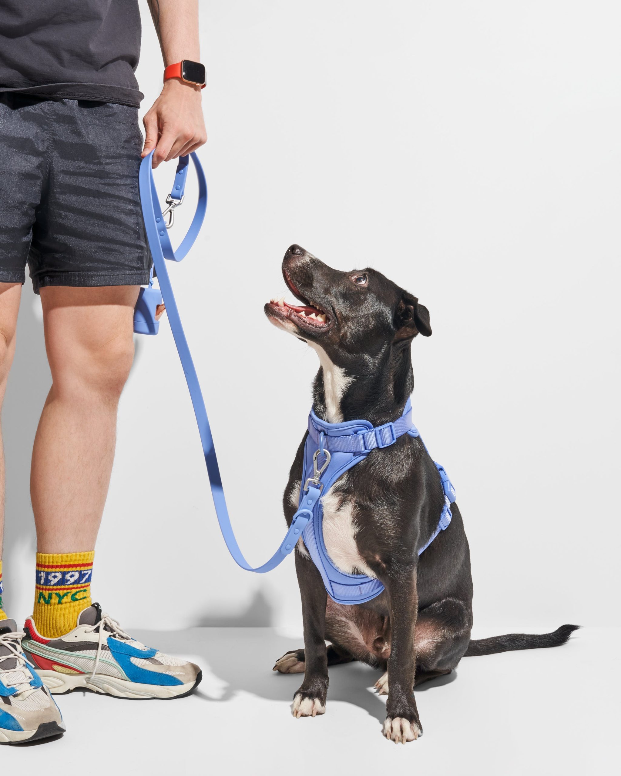Cushioned Dog Harness - Image 34