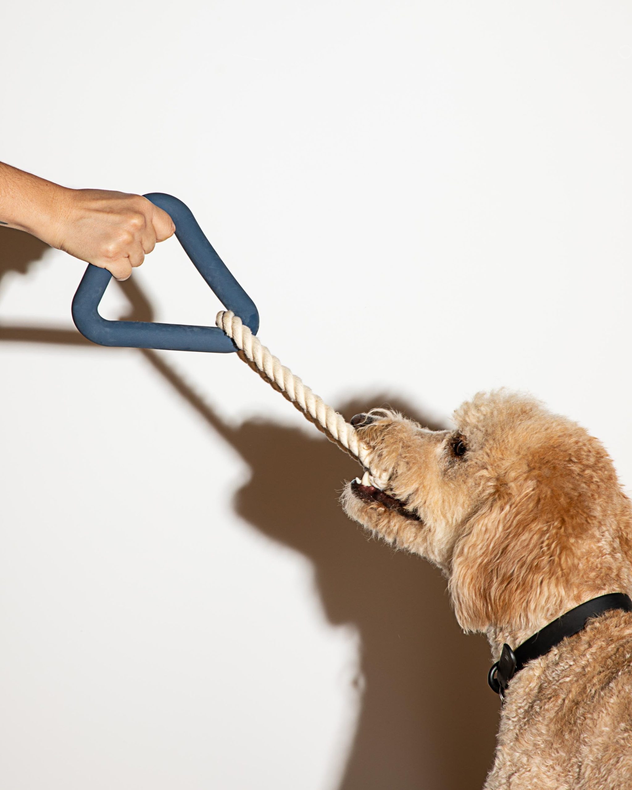 Dog Toy Kit - Image 36