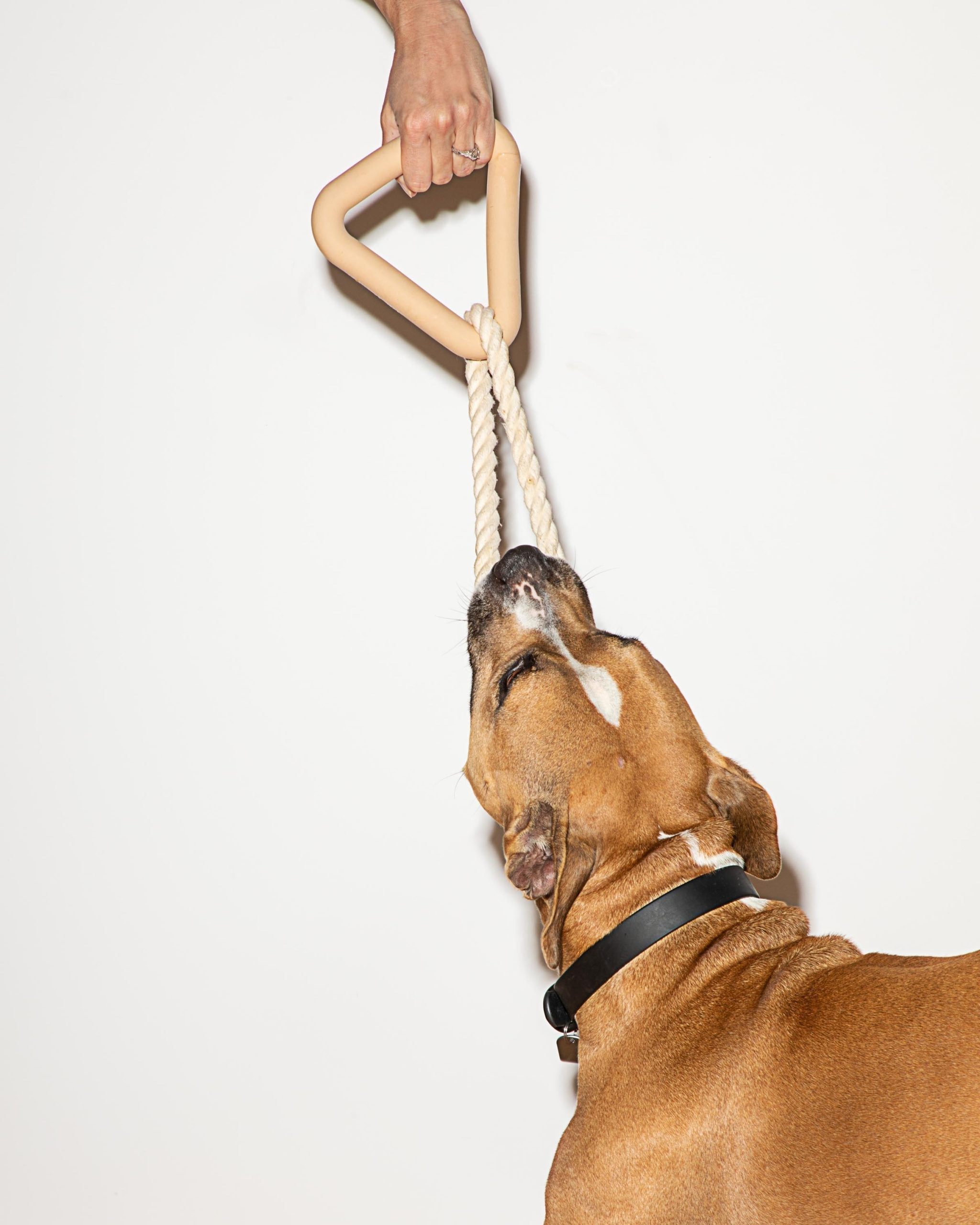 Dog Toy Kit - Image 42