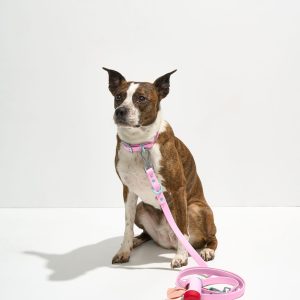 Waterproof Collar + Waterproof Leash Walk Kit