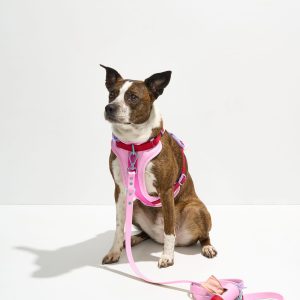 Cushioned Harness + Waterproof Leash Walk Kit