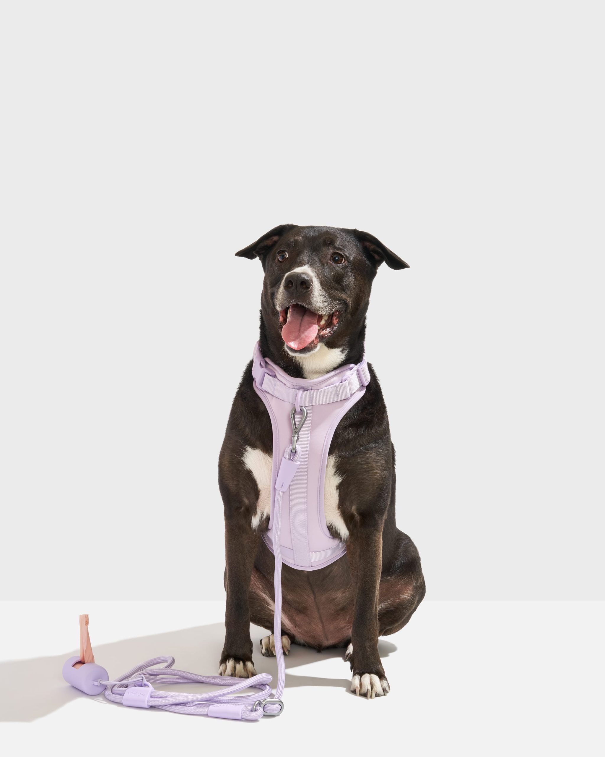 Cushioned Harness + Hands-Free Rope Leash Walk Kit - Image 2
