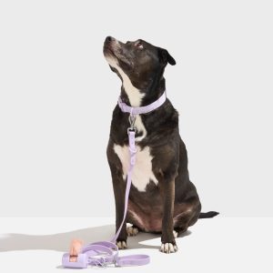 Quick-Release Collar + Waterproof Leash Walk Kit