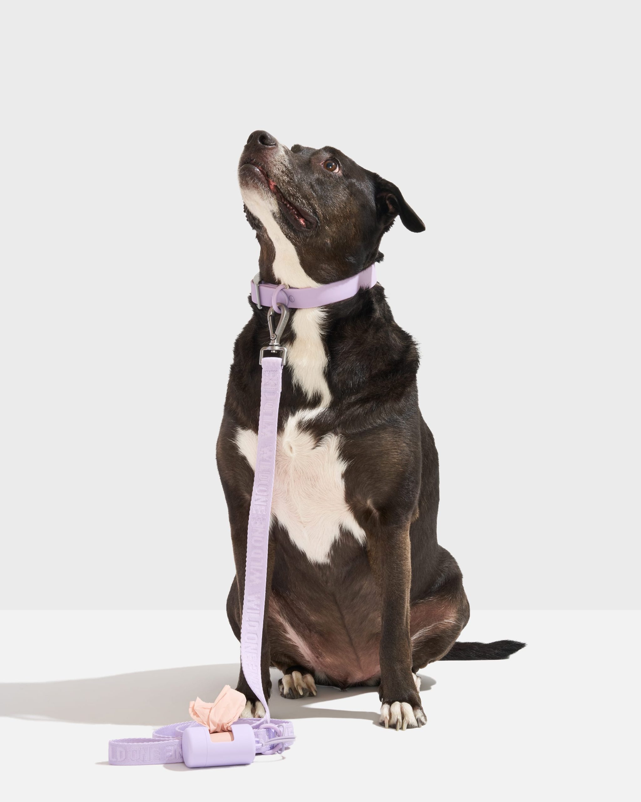 Quick-Release Collar + Lightweight Leash Walk Kit - Image 2