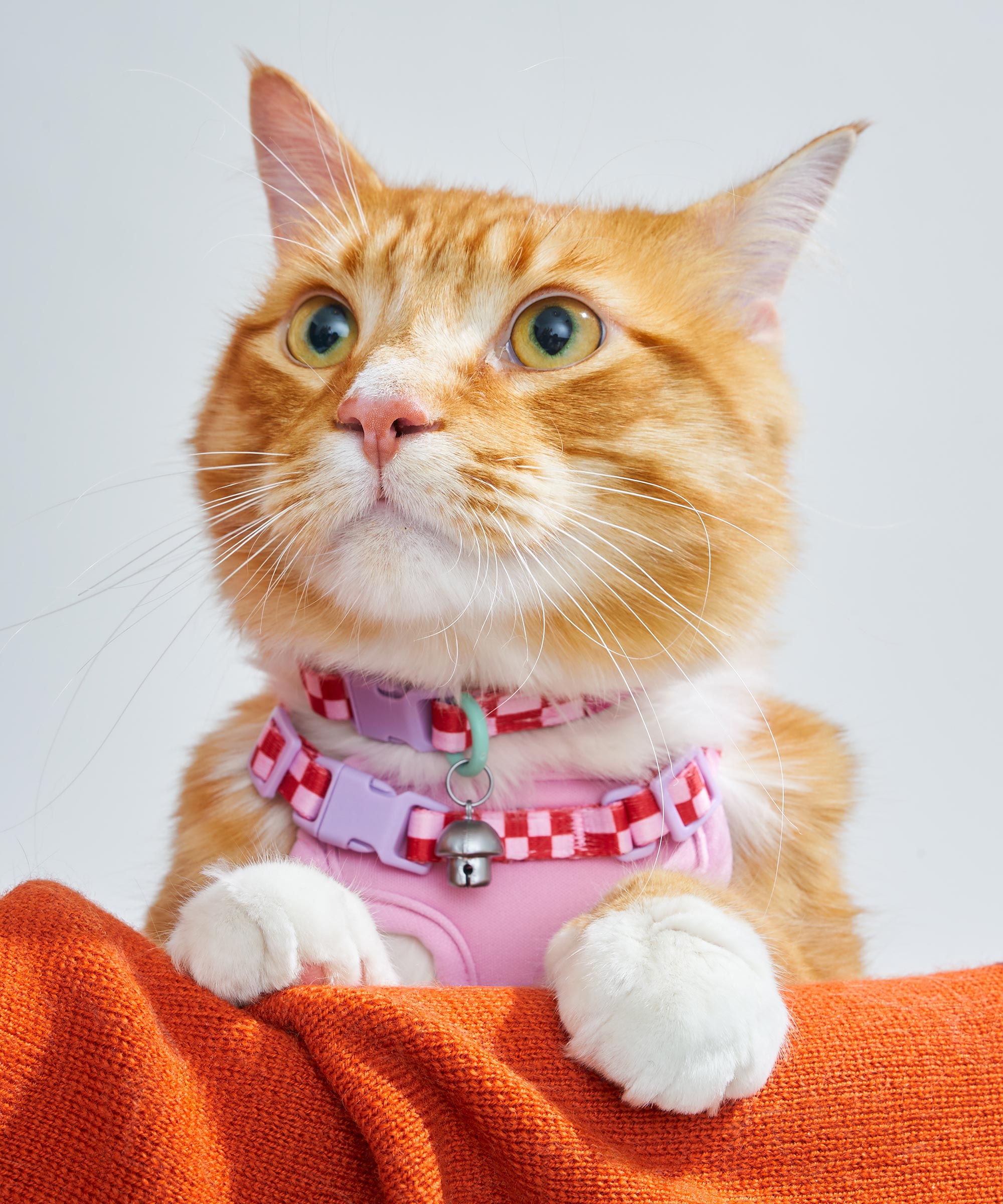 Cat Harness & Leash + Collar Kit - Image 4