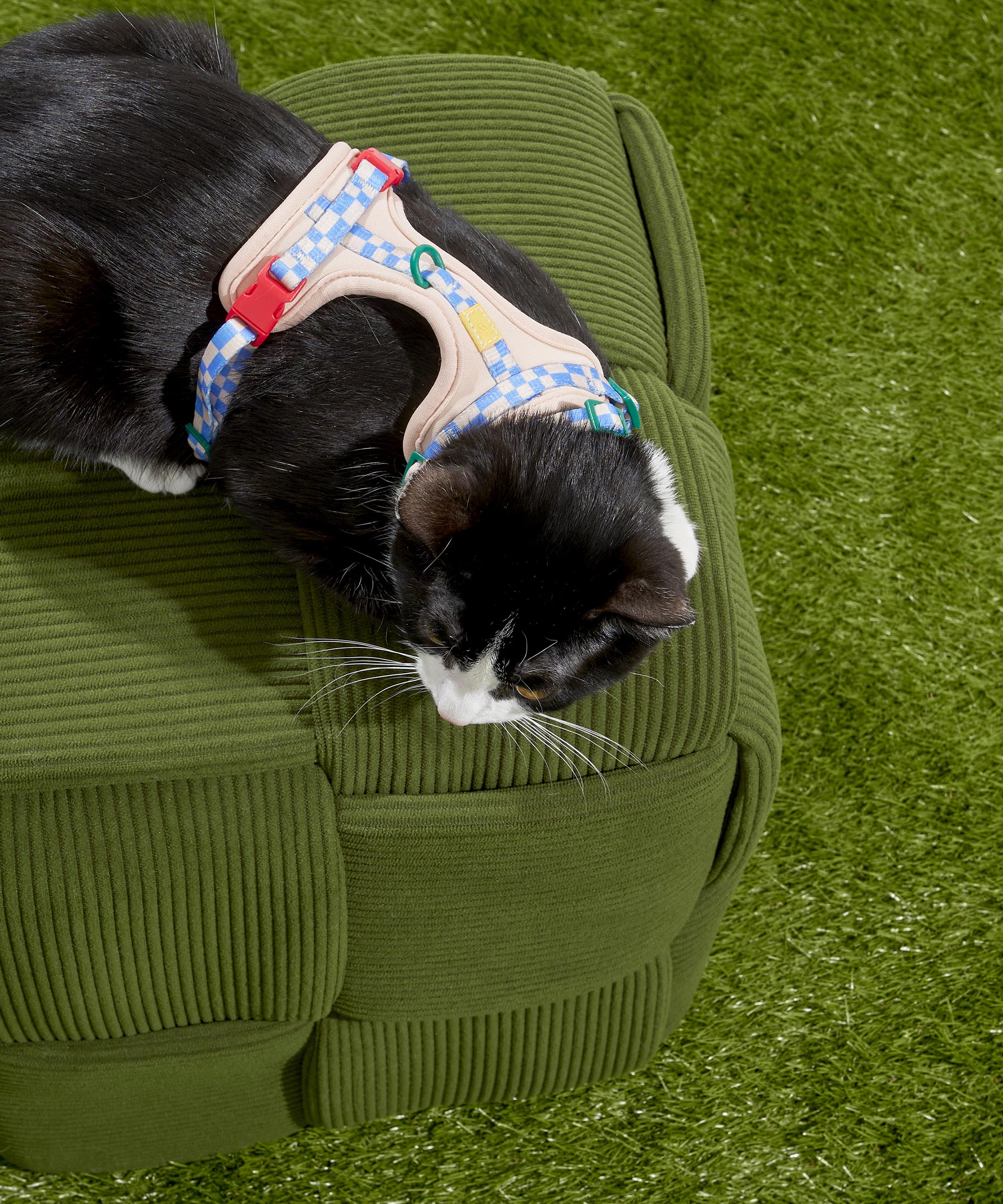 Cat Harness & Leash + Collar Kit - Image 6