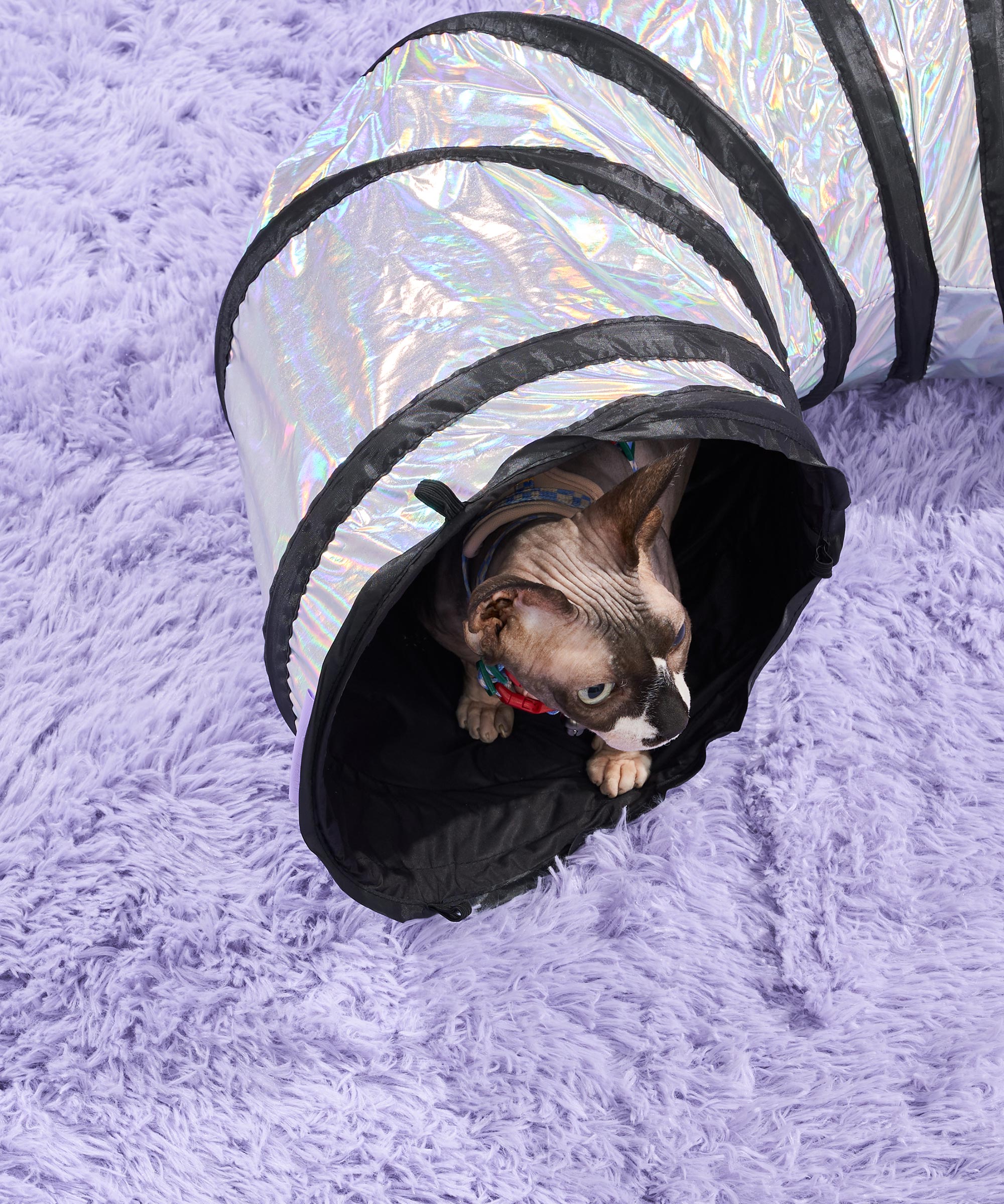 Cat Tunnel - Image 2